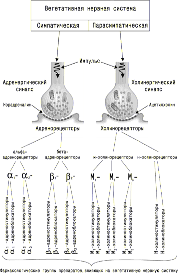 Рецепторы какой отдел нервной системы. Схема модуляции активности вегетативных синапсов. Медиаторы и рецепторы в синапсах вегетативной нервной системы. Типы рецепторов симпатической нервной системы. Медиаторы автономной нервной системы холинорецепторы.