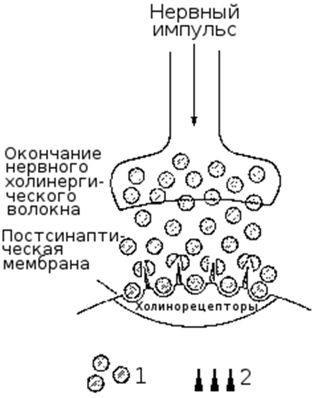 Нервный синапс схема