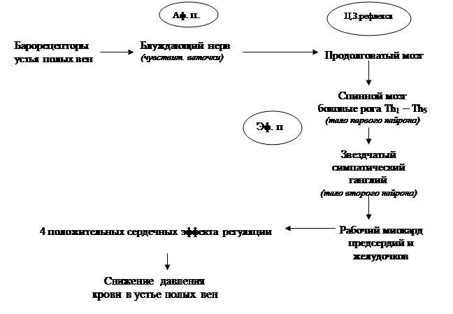 Глазосердечный рефлекс физиология схема
