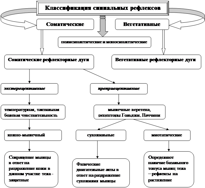 Классификация проводящих путей головного мозга схема