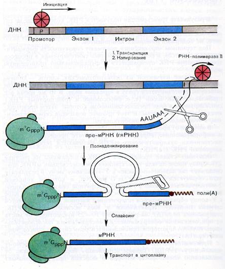 Последовательность этапов процессинга. Схема процессинга РНК. Схема образования ИРНК У эукариот. Процессинг МРНК схема. Процессинг РНК У эукариот.