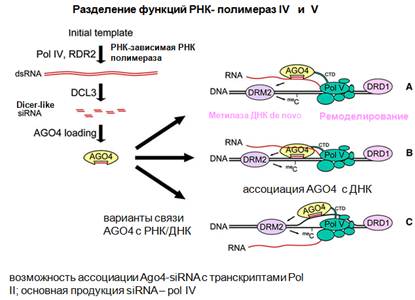 Рнк зависимая рнк полимераза. РНК зависимая РНК полимераза вируса. ДНК зависимая РНК полимераза функции. РНК зависимая ДНК полимераза вируса. Внутриклеточная локализация ДНК-зависимой РНК-полимеразы.