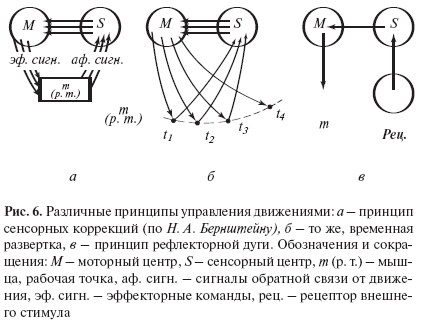 Управление движением осуществляется. Схема рефлекторного кольца по бернштейну. Классификация движений человека. Принципы управления движениями. Бернштейна.