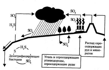 Сера фосфорные. Сера фосфорные. Сера фосфорные. Цикл фосфора. Сера фосфорные.