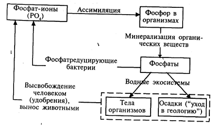 Phosphate solubilizing bacteria. Биохимический цикл фосфора схема. Бакетриипод микроскопом. Непрямая риф микробиология. Радиоизотопы это.