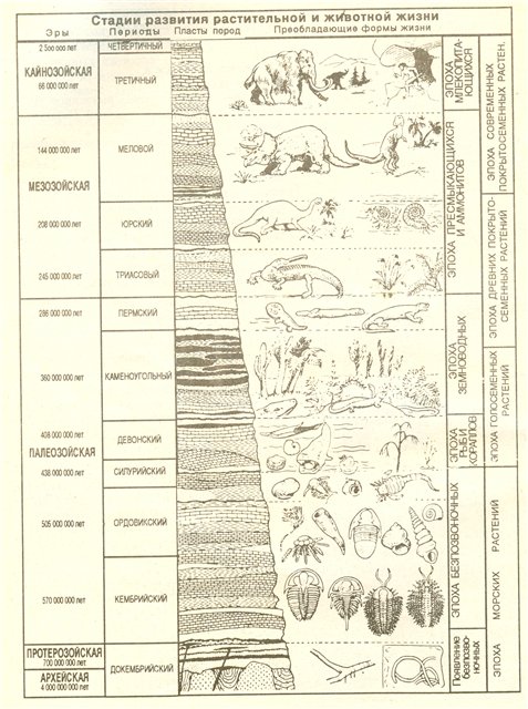 Основные этапы эволюции животных таблица. Геохронологическая земля схема. Основные этапы развития жизни на земле схема. Схема периодов развития земли.
