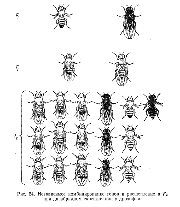 Моногибридное скрещивание мушек дрозофил. Дигибридное скрещивание дрозофил. Скрещивание мух дрозофил Морган. Скрещивание мухи дрозофилы схема.