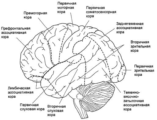 Зоны головного мозга рисунок с подписями