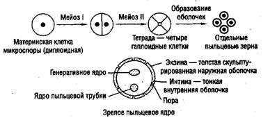 Деление вегетативной клетки пыльцевого зерна. Развитие мужских гамет пыльцевых зерен. Образование пыльцевого зерна у покрытосеменных. Микроспорогенез у цветковых растений. 3) Вегетативная клетка пыльцевого зерна.