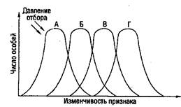 Дизруптивный отбор схема