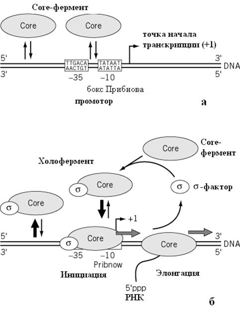 Промотор рнк полимеразы 2. Холофермент РНК полимеразы. Кор фермент. Транскрипцию осуществляет фермент. Ферменты ядра.