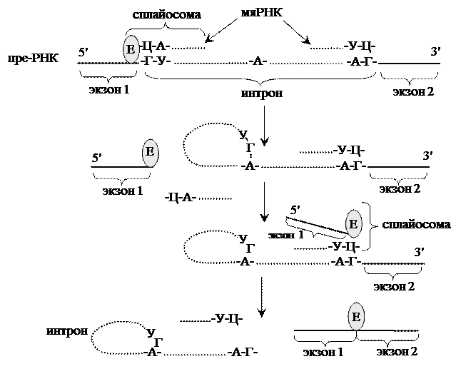 Этапы процессинга РНК У эукариот. Процессинг и сплайсинг РНК. Процессинг информационной РНК У эукариот биохимия. Процессинг и сплайсинг в биологии. Последовательность этапов процессинга