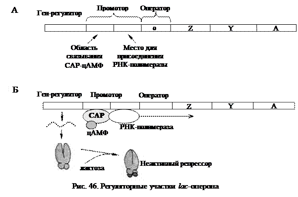 Регуляция у прокариот и эукариот. Схема регуляции синтеза белка у прокариот. Регуляция синтеза белка у эукариот. Регуляция синтеза белка у прокариот. Схема регуляции биосинтеза белка у прокариот.