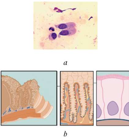 Эпителий клетки цилиндрического эпителия слизь