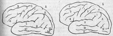 Извилины брюс. Борозды и извилины коры больших полушарий. Предцентральная борозда. Рисунок извилин и борозд сглажен. Борозды извилины лотераль латеральной поверхности.