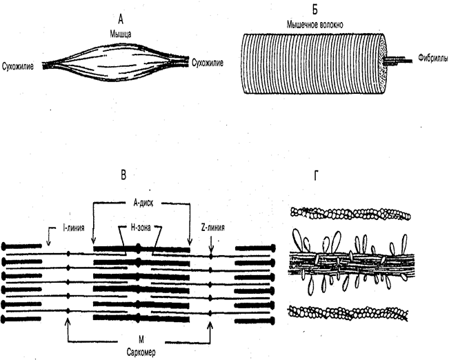 Строение скелетного мышечного волокна