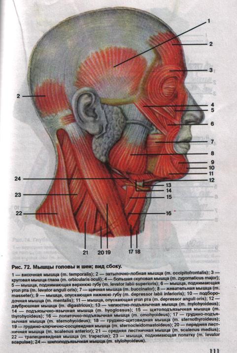 Затылок описание. Мышцы шеи вид сбоку анатомия человека. Мышцы головы и шеи анатомия. Мышцы головы и шеи анатомия атлас. Мышцы головы и шеи вид сбоку.