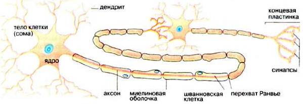 Короткие отростки аксоны сильно ветвятся