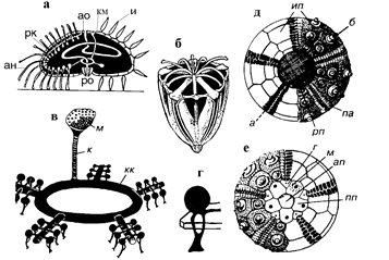 Внутреннее строение ежа. Аристотелев фонарь морских ежей. Аристотелев фонарь морских ежей строение. Морской еж Аристотелев фонарь ЕГЭ. Морской еж строение внутреннее.