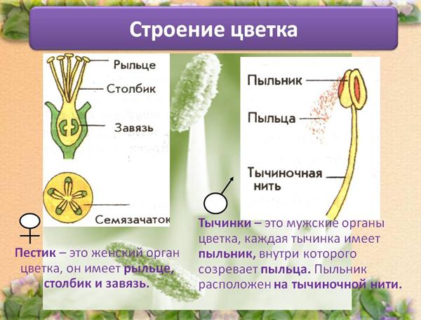 Внутри Цветка Фото