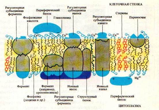 Состав оболочки растительный. Клеточная стенка. Клеточная стенка с белками. Клеточная стенка у эритроцита строение. Ультраструктура клеточной стенки растений.