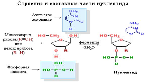 Нуклеиновые кислоты моносахариды. Дезоксирибонуклеотид монофосфат. Номенклатура нуклеотидов. Дезоксирибонуклеотидтрифосфат строение. Дезоксирибонуклеотидтрифосфат схема строения.