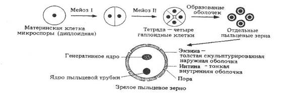 Деление вегетативной клетки пыльцевого зерна. Микроспора покрытосеменных. Образование микроспор у покрытосеменных. Микроспорогенез голосеменных растений. Микроспорогенез формирование мужского гаметофита у сосны.