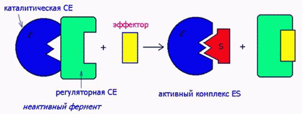 Аллостерический активатор. Механизмы активации ферментов. Аллостерические активаторы ферментов. Активаторы ферментов механизм. Механизм действия активаторов ферментов.