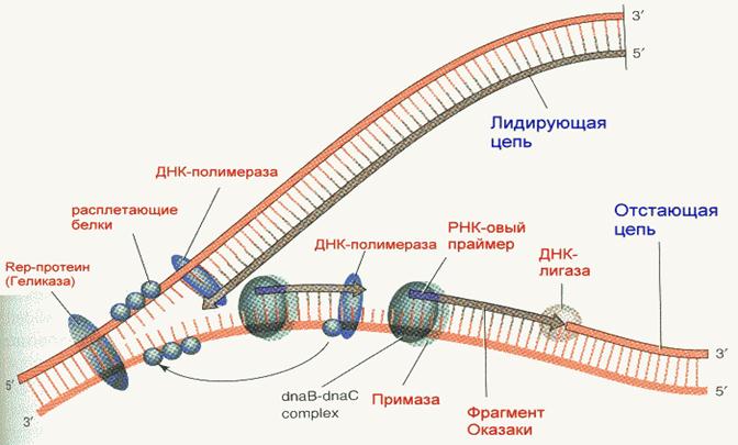 Расплетание цепей днк