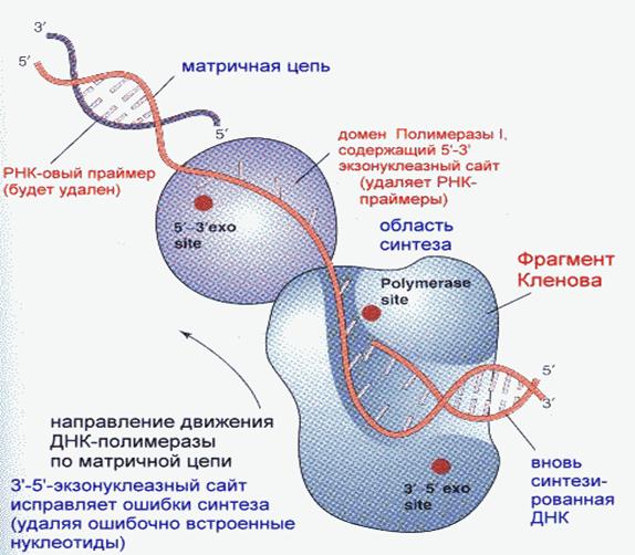 Формирование рнк. РНК полимераза репликация. Образование РНК праймера схема. РНК праймер в репликации. РНК полимераза и РНК праймаза.