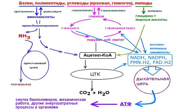 Схема катаболизма основных пищевых веществ