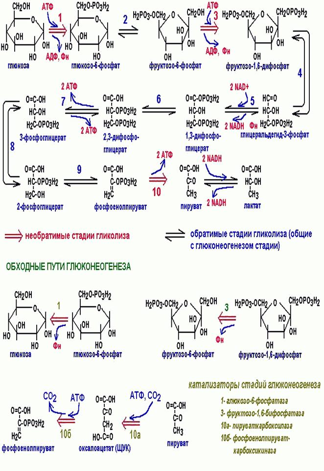 Этап катаболизма глюкозы. Схема анаэробного гликолиза биохимия. Формула распада Глюкозы 1 стадия. Схема распада Глюкозы. Схема гликолиза биохимия.