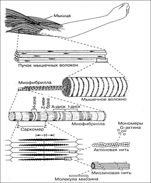 Строение скелетного мышечного волокна. Мышечные волокна миофибрилла схема. Строение миофибриллы мышечного волокна. Строение мышцы миофибриллы. Скелетное мышечное волокно схема.