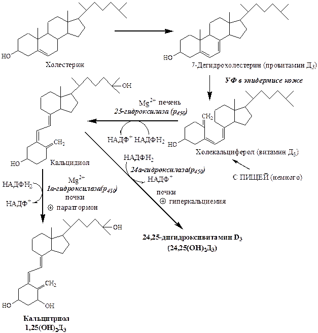 Витамин д2 и д3. Структурная форма витамина d кальциферол. Схема образования активной формы витамина д. Активная форма витамина д биохимия. Синтез витамина д3 в коже.