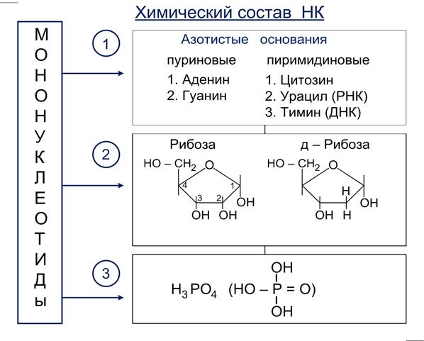 В состав рнк не входит азотистое основание. Таутомерия рибозы. Гуанин и рибоза. Таутомерия фосфористой кислоты. Таутомерия Бутлерова.