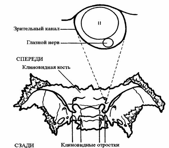 Глазная впадина 6 букв