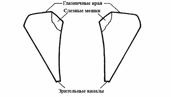 Глазная впадина 6 букв