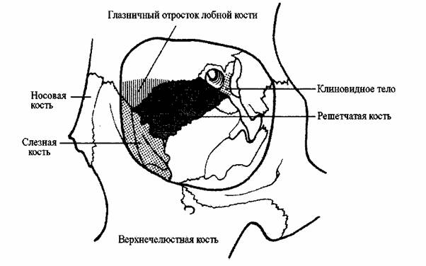 Носовой отросток лобной кости. Глазная впадина 6 букв