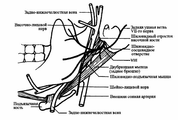 Нервы лицевой области. Нижнечелюстной нерв схема. Ветви нижнечелюстного нерва анатомия. Нижнечелюстной лицевой нерв. Чувствительные ветви нижнечелюстного нерва.