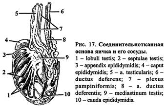 Привески яичек. Оболочки яичка схема. Верхний конец яичка. Оболочки яичка топографическая анатомия. Оболочки яичка и семенного канатика.