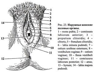 Наружные Женские Фото