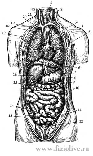 Схема Брюшной Полости Фото