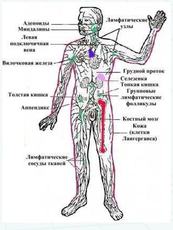 Лимфа и лимфатические узлы