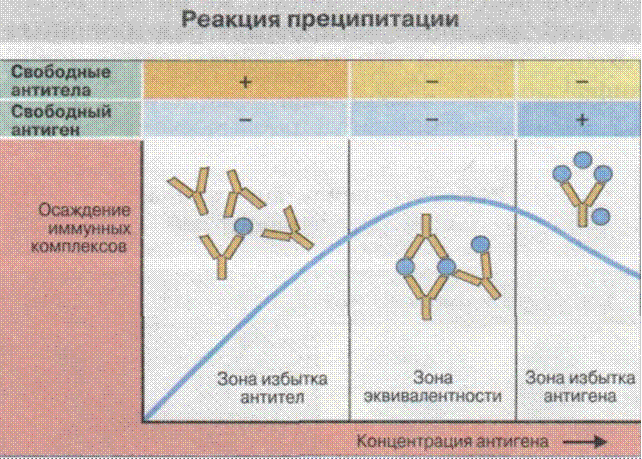 Диффузная реакция. Схема иммунологической реакции преципитации. Реакция преципитации микробиология схема. Реакция преципитации иммунология. Реакция преципитации механизм.