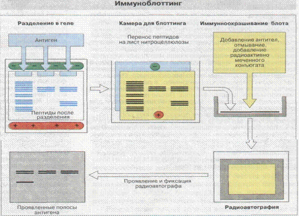 Иммунный блоттинг. ИФА И иммуноблоттинг. Иммуноблоттинг компоненты реакции. Этапов реакции иммуноблоттинга. Реакция иммуноблоттинга схема.