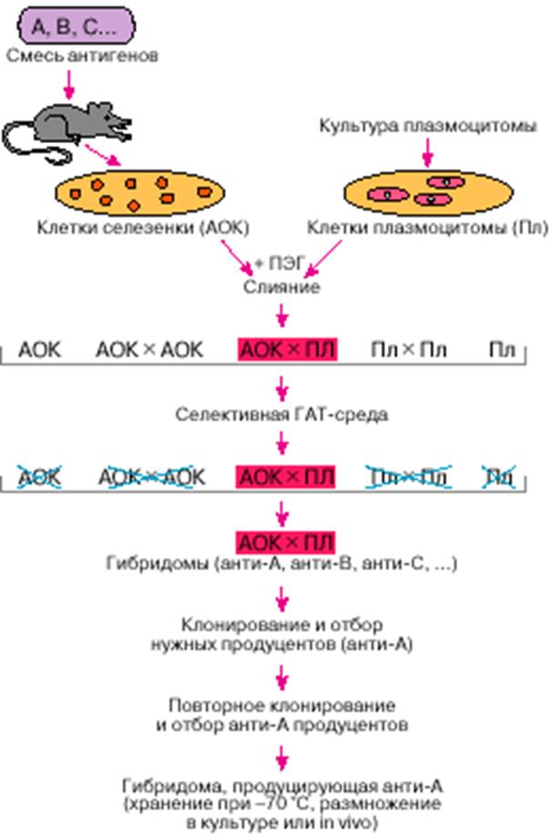 Для гибридом используются. Схема получения моноклональных антител. Моноклональные антитела Гибридомная технология. Схема синтеза моноклональных антител. Схема получения моноклональных антител 1998 Абелев.