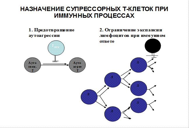 Регуляторные лимфоциты. Регуляторные функции т-лимфоцитов. Маркер регуляторных cd4 т клеток. Т-супрессорной функции лимфоцитов. Маркеры регуляторных т лимфоцитов.