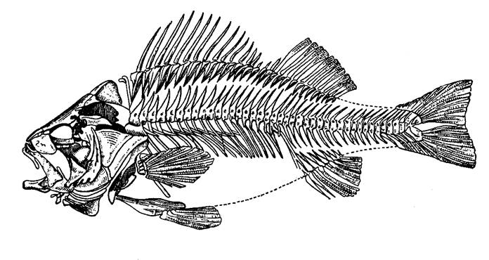 Скелет рыб 7 класс