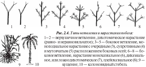 Процесс нарастания. Дихотомическое ветвление побега. Симподиальное ветвление побега. Типы ветвления побегов. Типы нарастания и ветвления побегов.