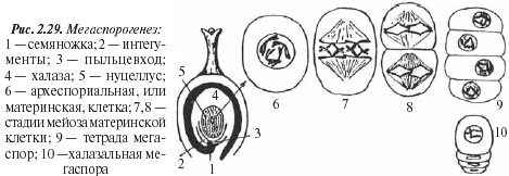 Каким номером на схеме обозначена полярная тельцы. Нуцеллус образован путем. Мегаспорангий. Часть женского гаметофита. Строение нуцеллуса.